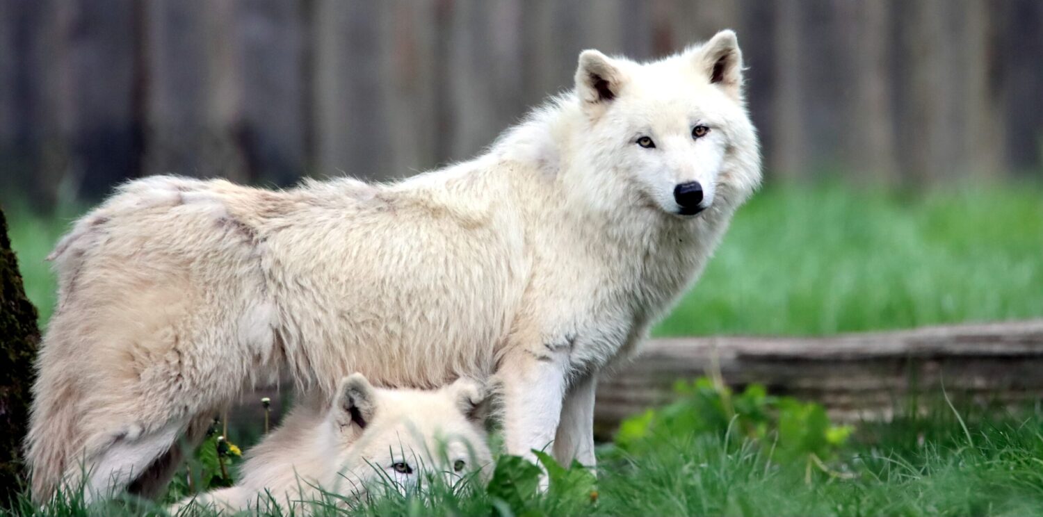 Two wolves in forest clearing.