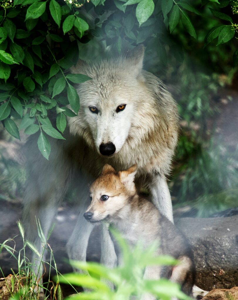 A mother wolf standing over her cub in a forest setting.